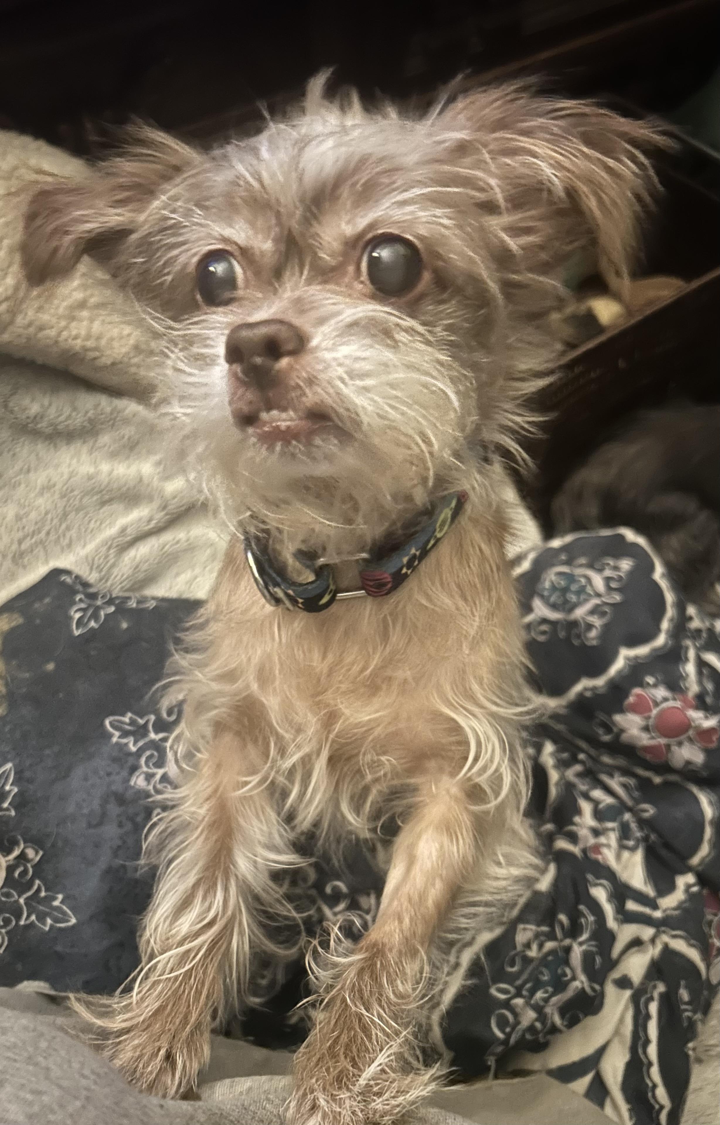 Enlarge Fuzzy and Bubbles, a Adoptable mixed breed in Oak Ridge, NJ image 2/4