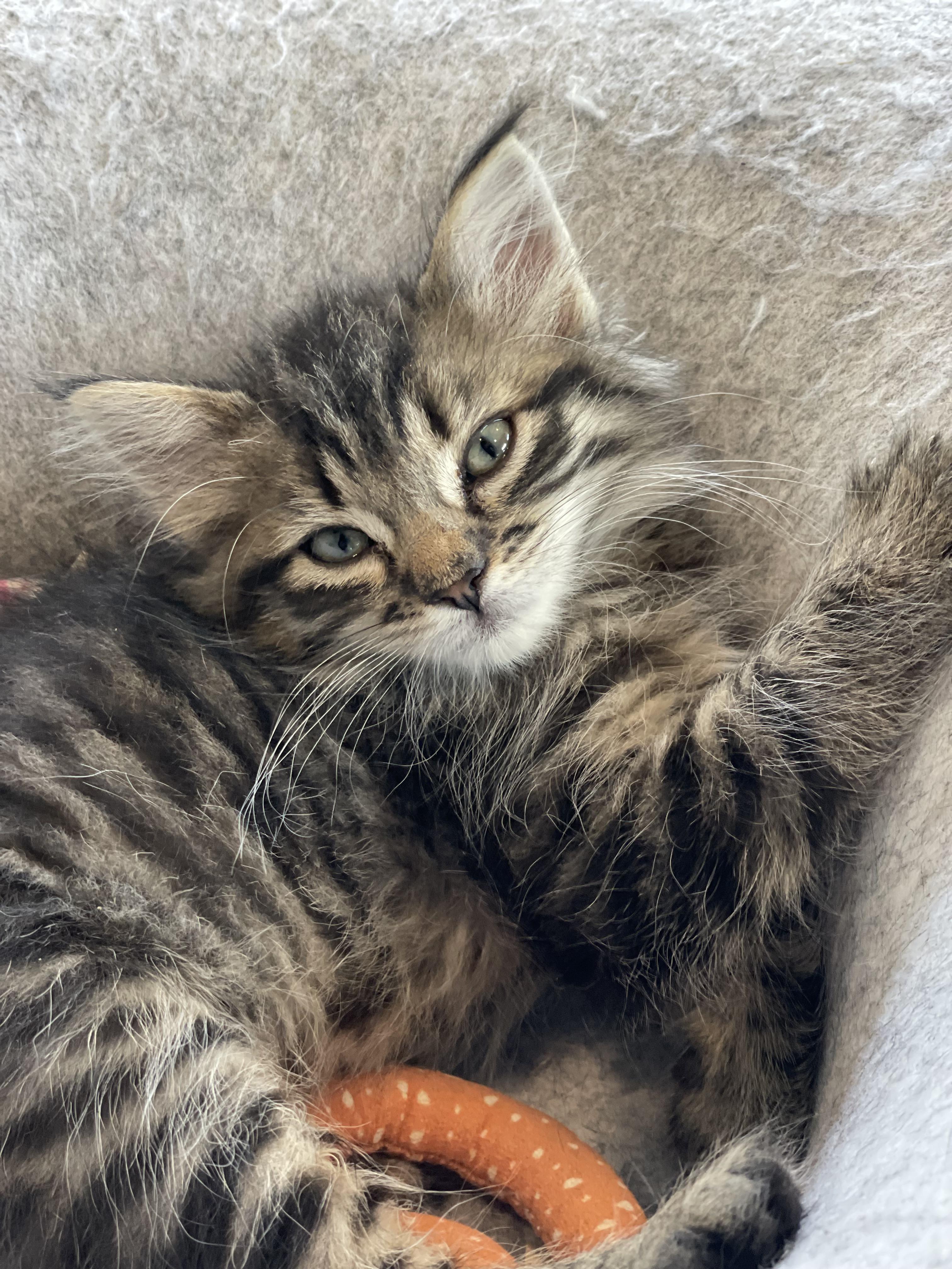 Enlarge TaiLung, a Adoptable mixed breed in Bonners Ferry, ID image 2/3