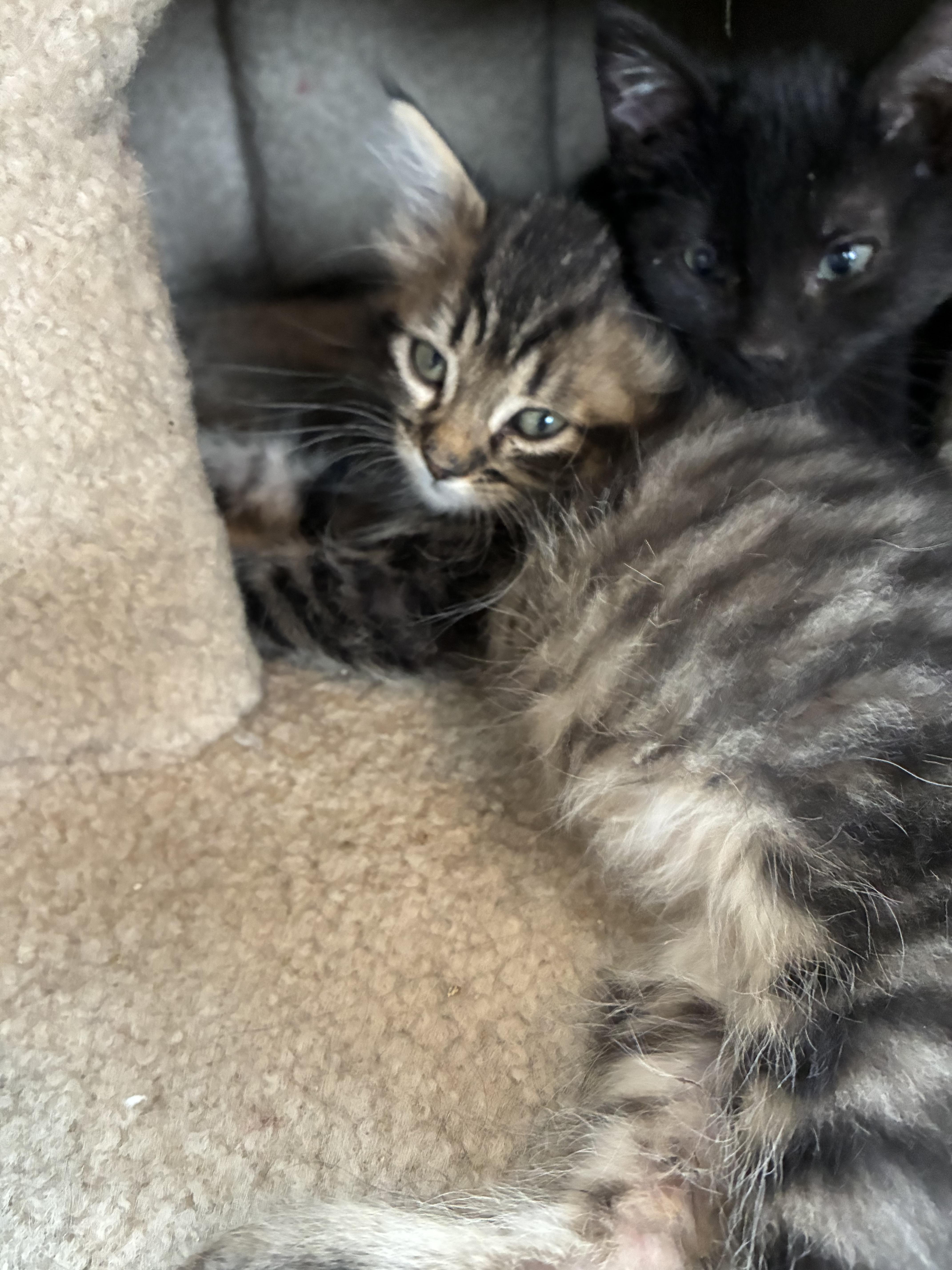 Enlarge TaiLung, a Adoptable mixed breed in Bonners Ferry, ID image 3/3