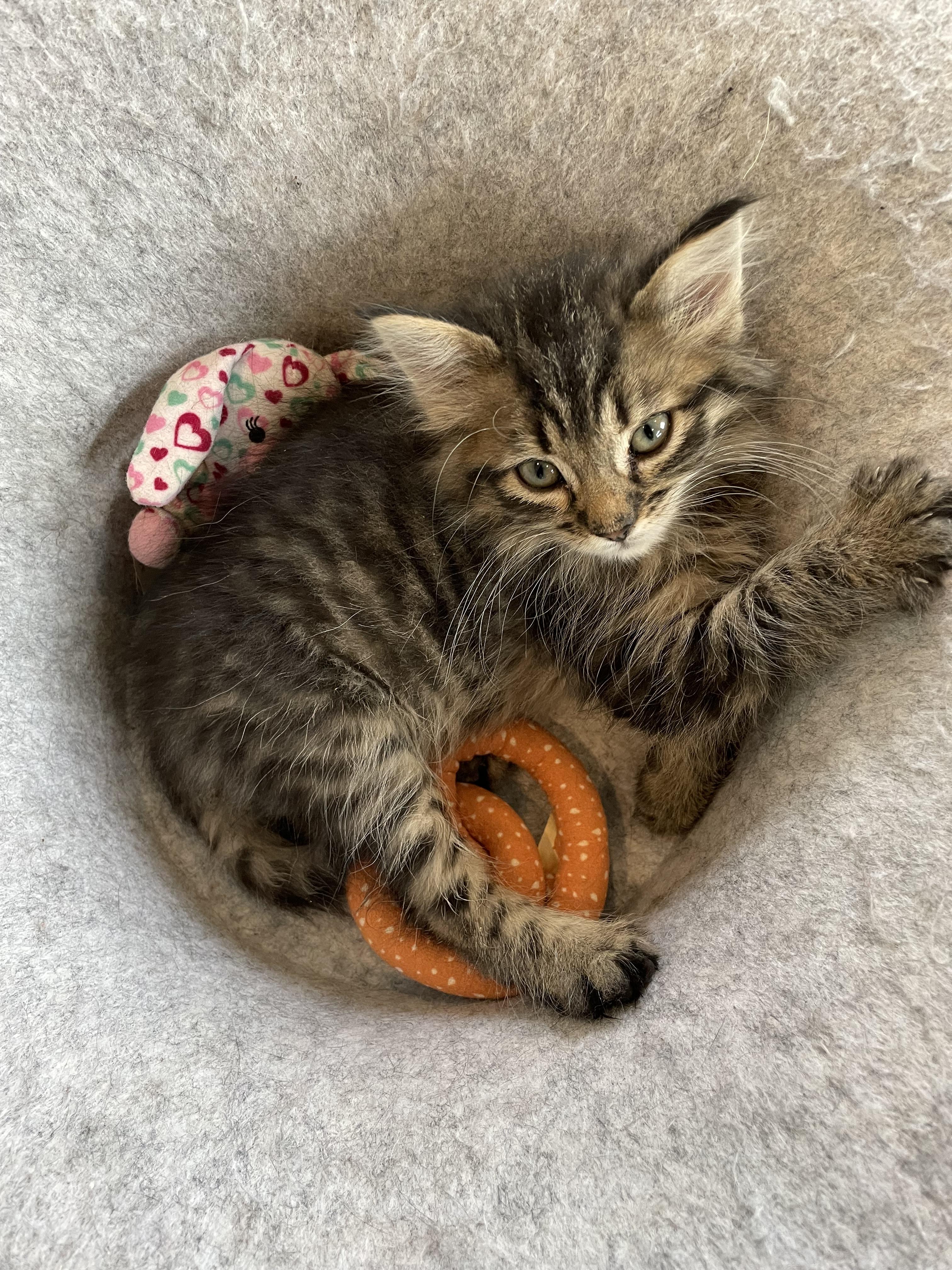TaiLung, Adoptable, Kitten Male Domestic Long Hair.