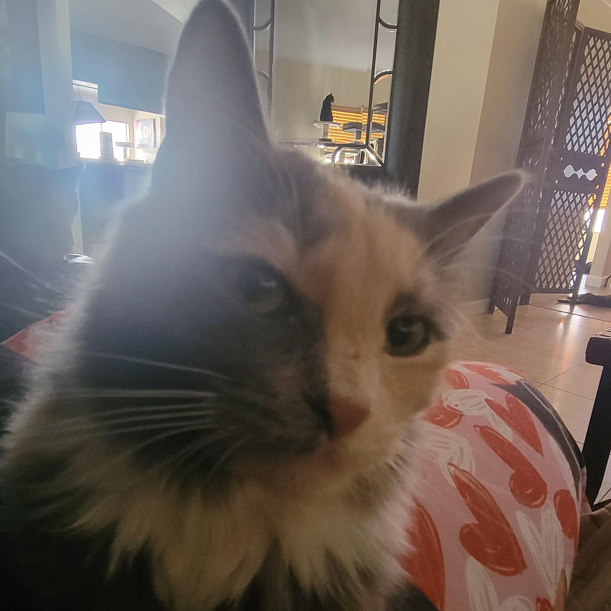 Meg Moo