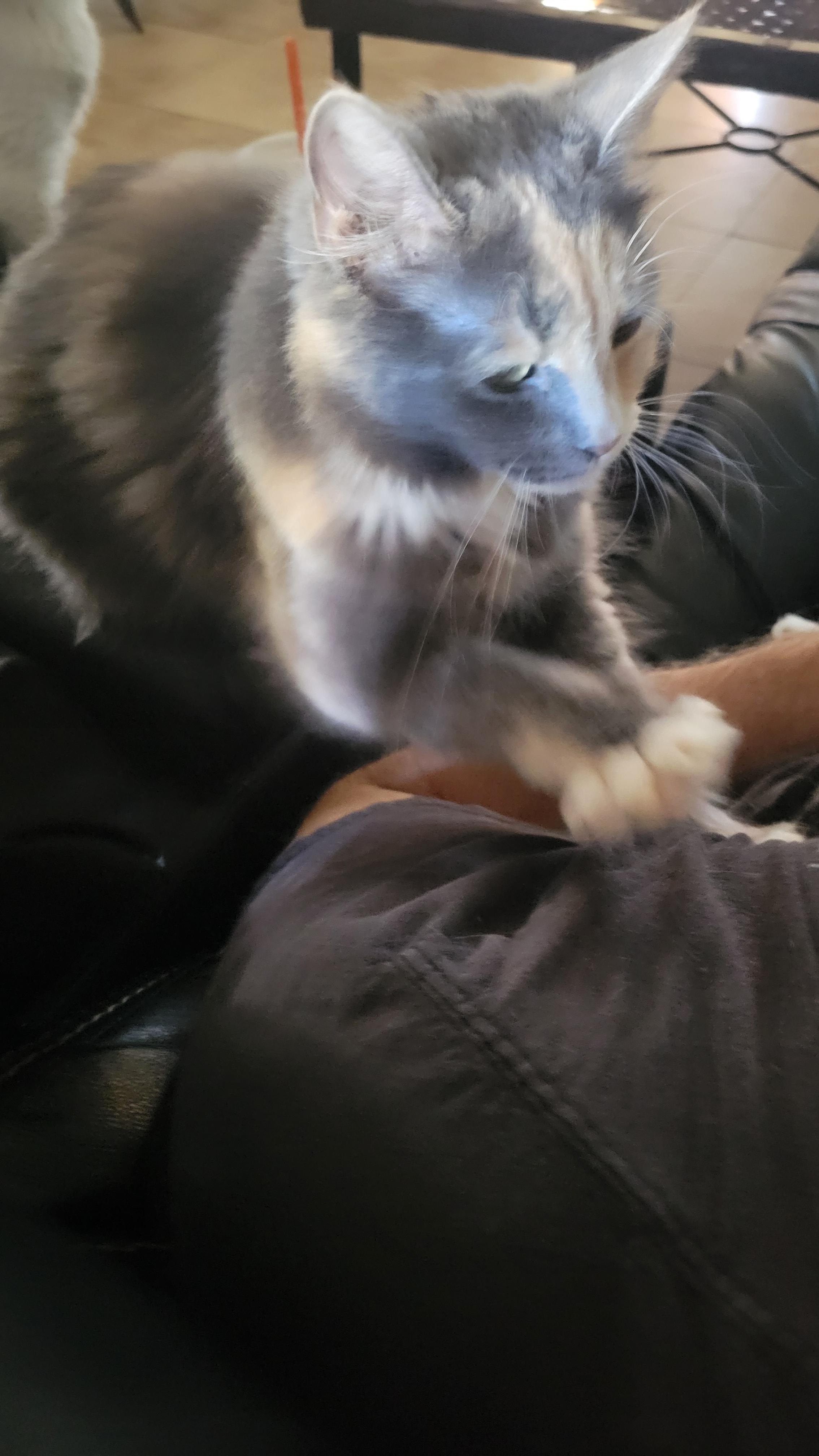 Meg Moo