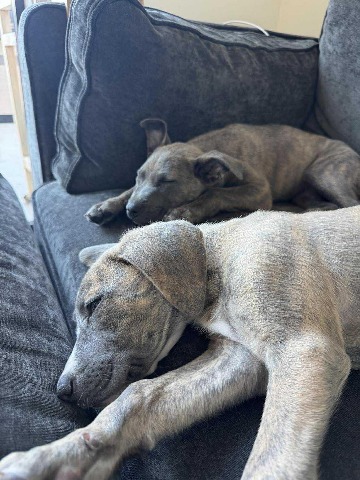 Enlarge Luna, a Adopted mixed breed in Merriam, KS image 1/2