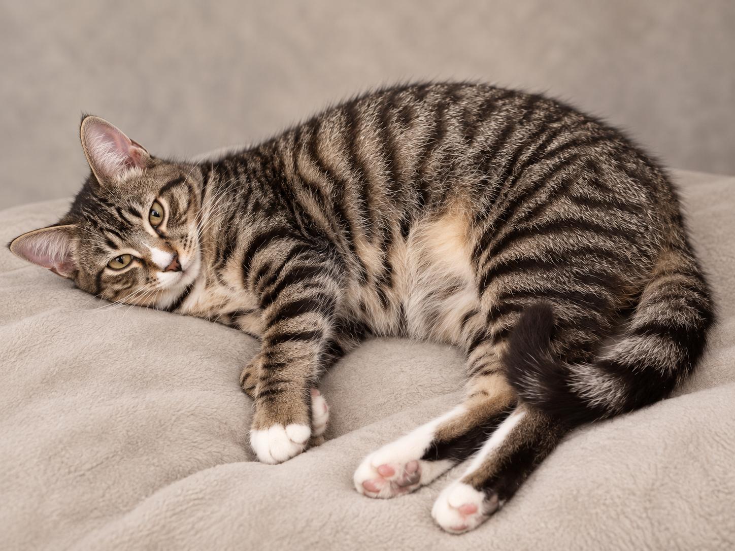 Enlarge Winston, a Adoptable Domestic Short Hair in Lincoln, IL image 1/1
