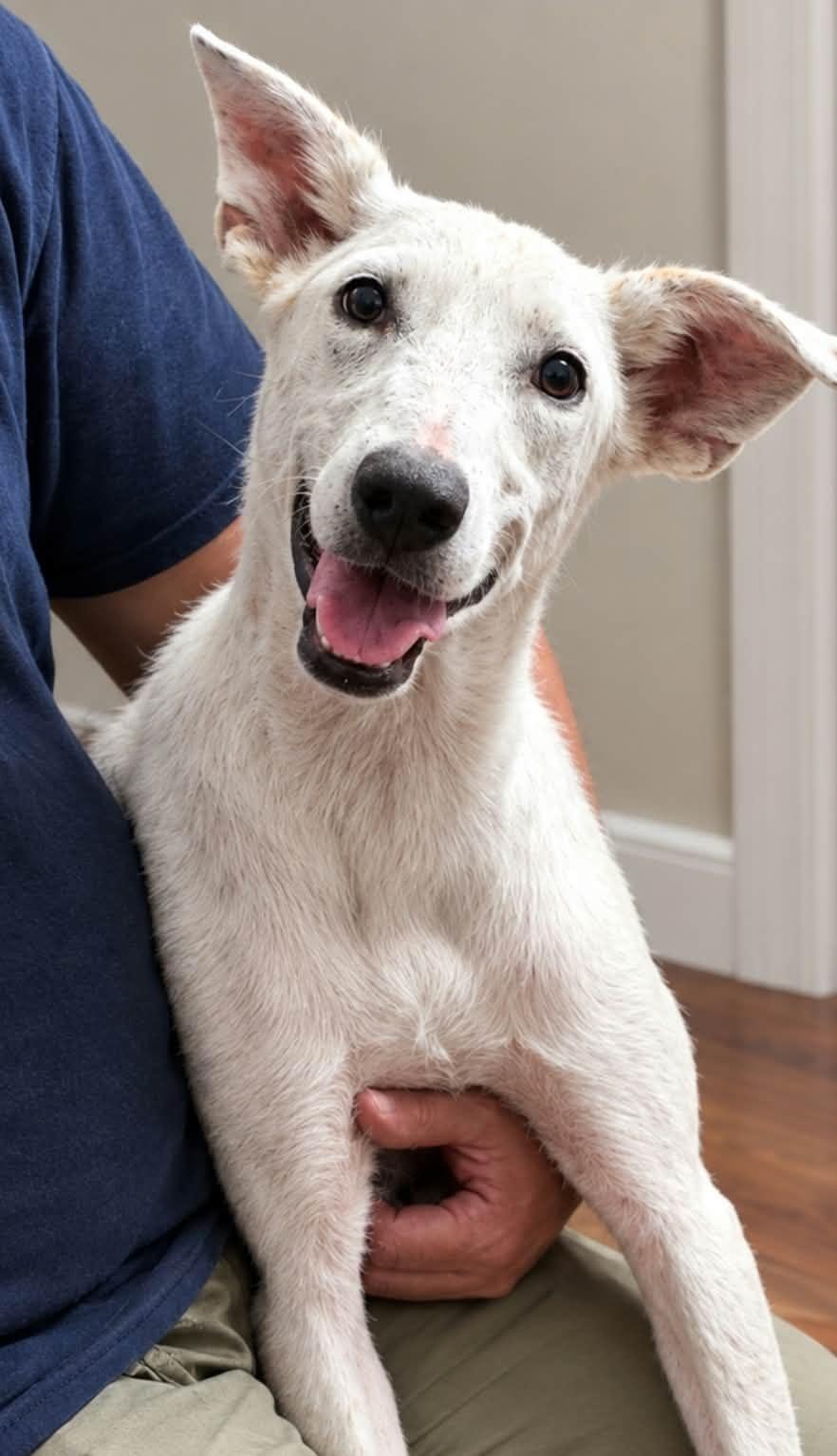Enlarge Clover Simone, a Adoptable Shepherd in Minneapolis, MN image 2/2