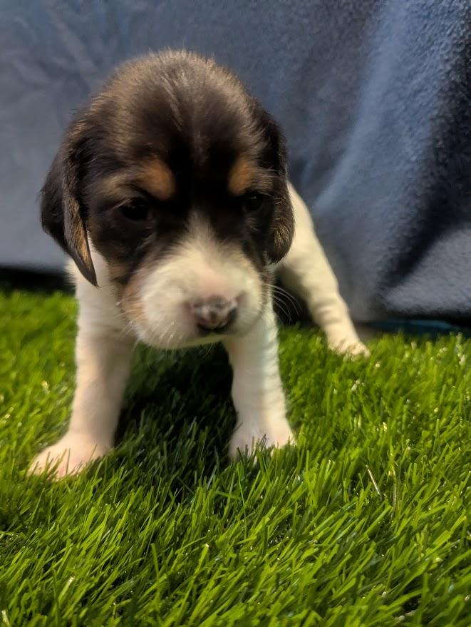Nellie, an adopted mixed breed in Batesville, IN image 4/5