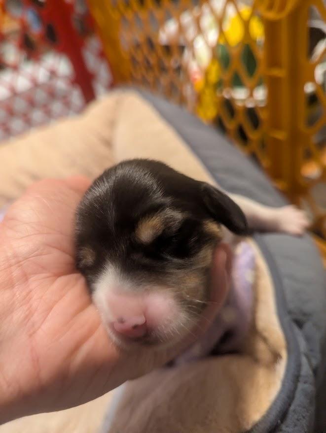 Nellie, an adopted mixed breed in Batesville, IN image 3/5