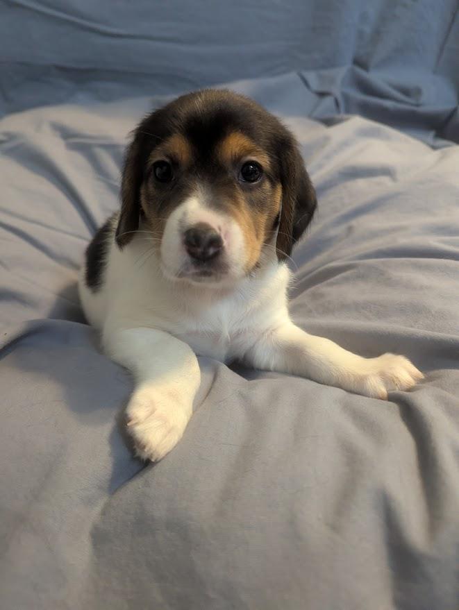 Nellie, an adopted mixed breed in Batesville, IN image 1/5