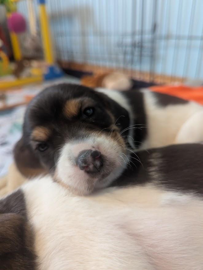 Nellie, an adopted mixed breed in Batesville, IN image 2/5
