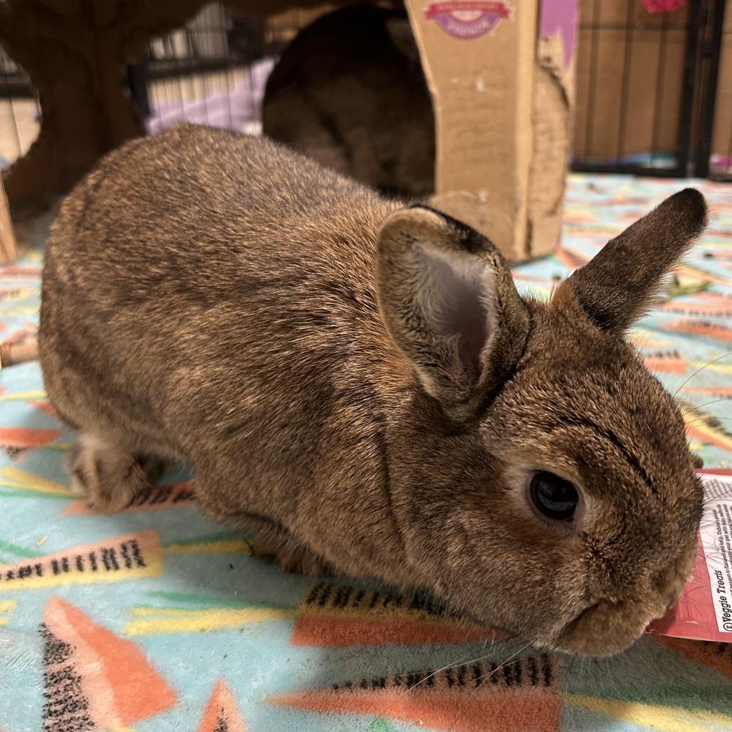 Enlarge Maple with Spruce, a Adoptable Bunny Rabbit in Erie, CO image 1/3