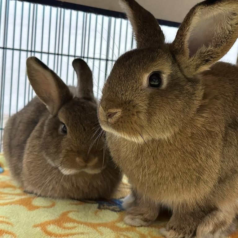Enlarge Maple with Spruce, a Adoptable Bunny Rabbit in Erie, CO image 3/3