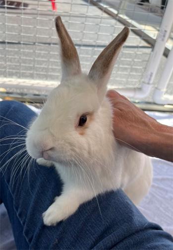 BARNABY, a Adoptable mixed breed in San Clemente, CA image 1/5