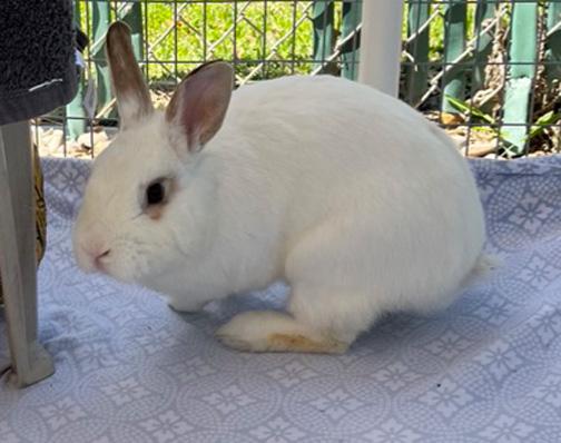 BARNABY, a Adoptable mixed breed in San Clemente, CA image 2/5