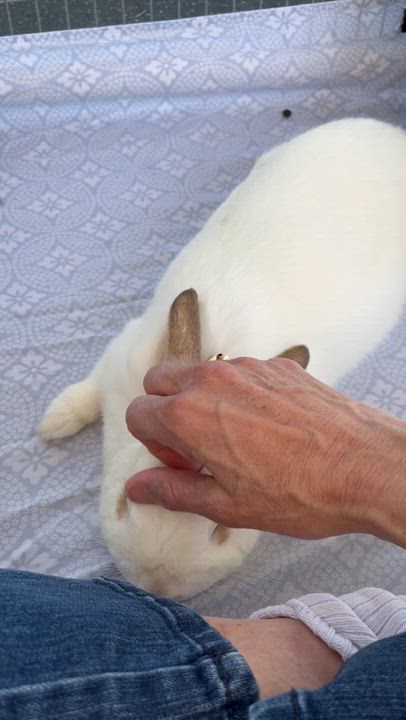 Enlarge BARNABY, a Adoptable mixed breed in San Clemente, CA video 5/5