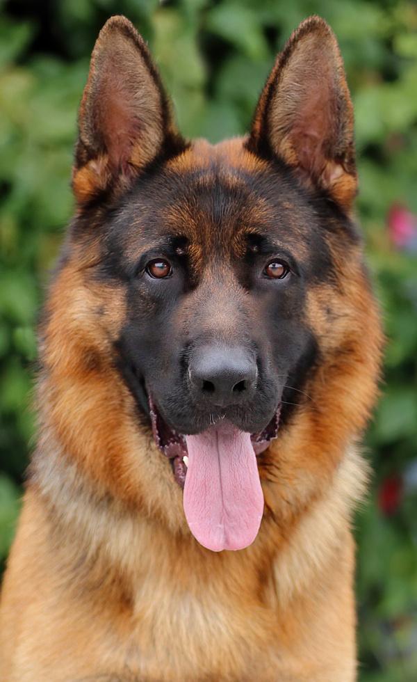 *Benz von Barth German Shepherd Dog Dog