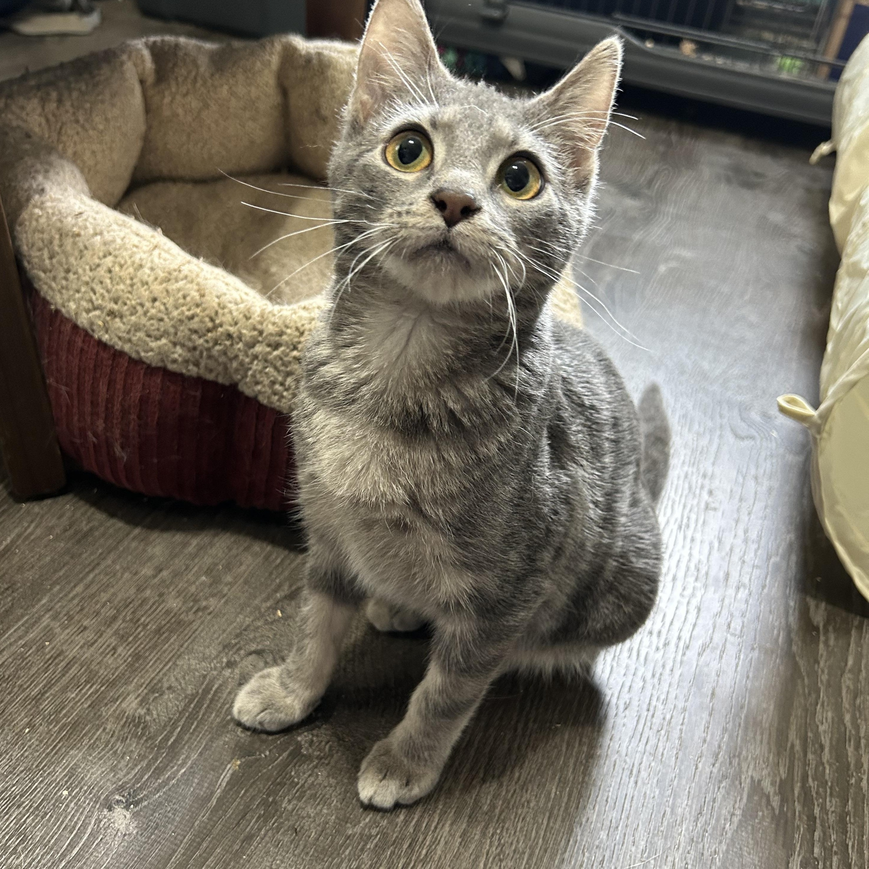 Enlarge Dexter, an adopted Domestic Short Hair in Bellmawr, NJ image 2/4