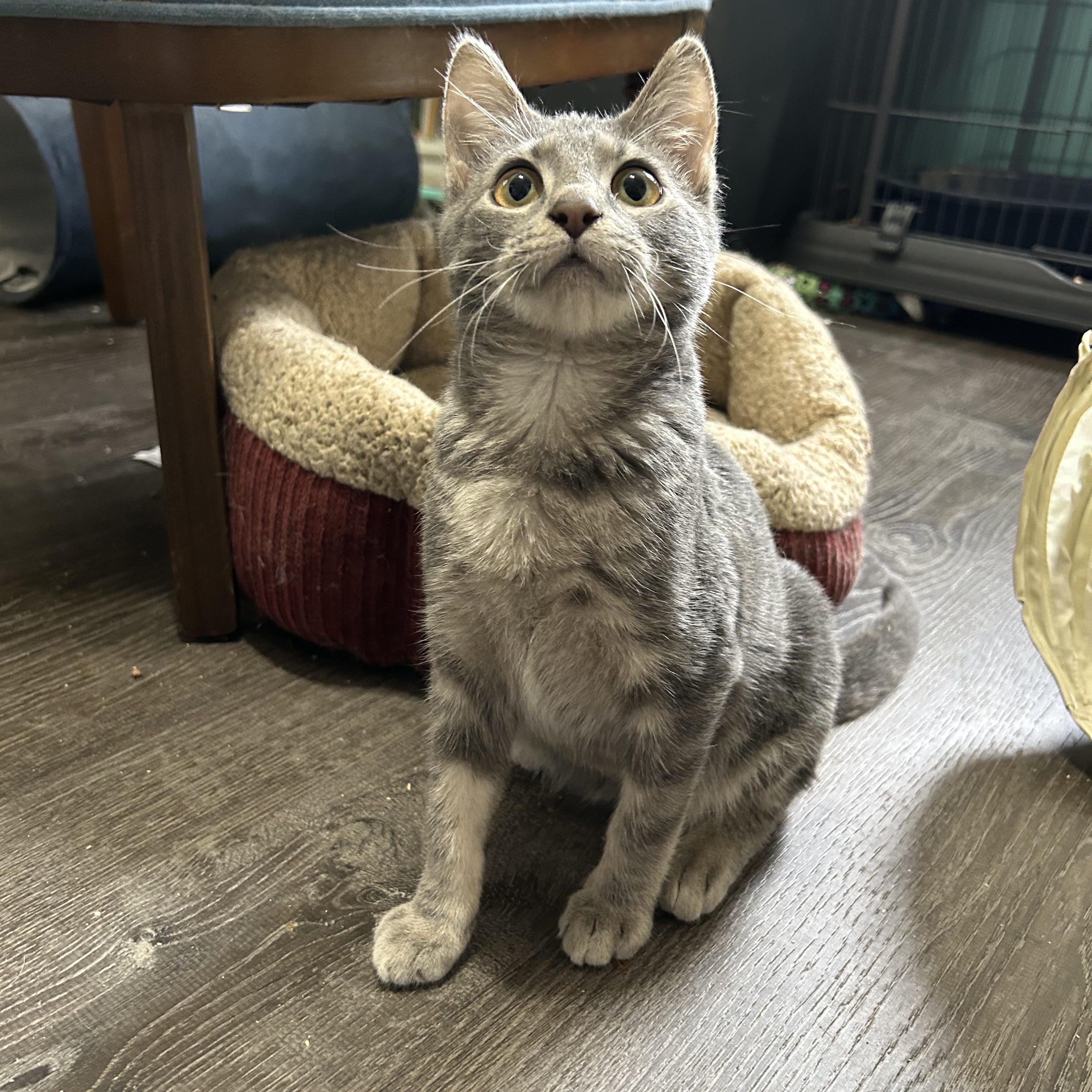 Enlarge Dexter, an adopted Domestic Short Hair in Bellmawr, NJ image 3/4