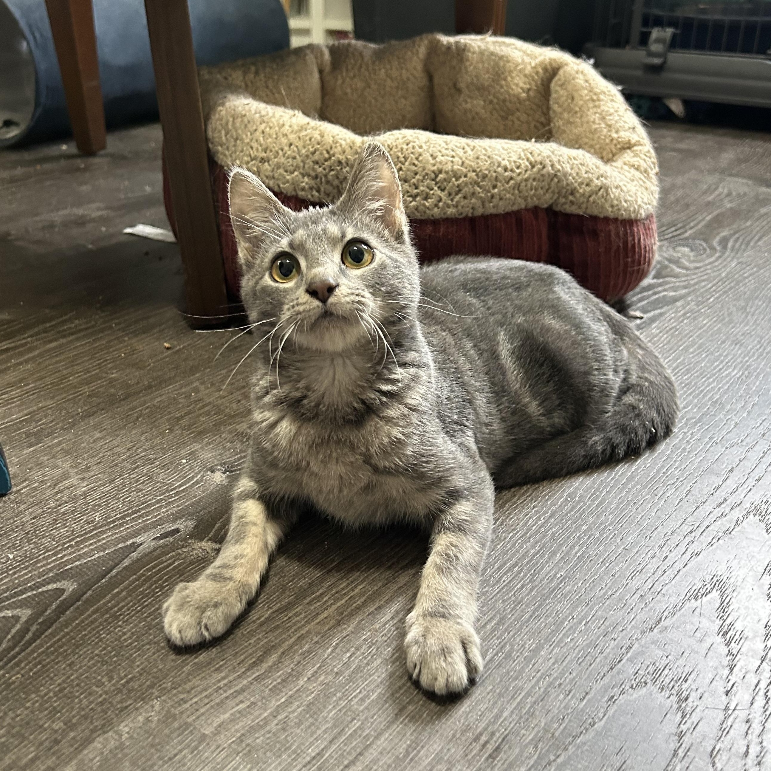 Enlarge Dexter, an adopted Domestic Short Hair in Bellmawr, NJ image 4/4