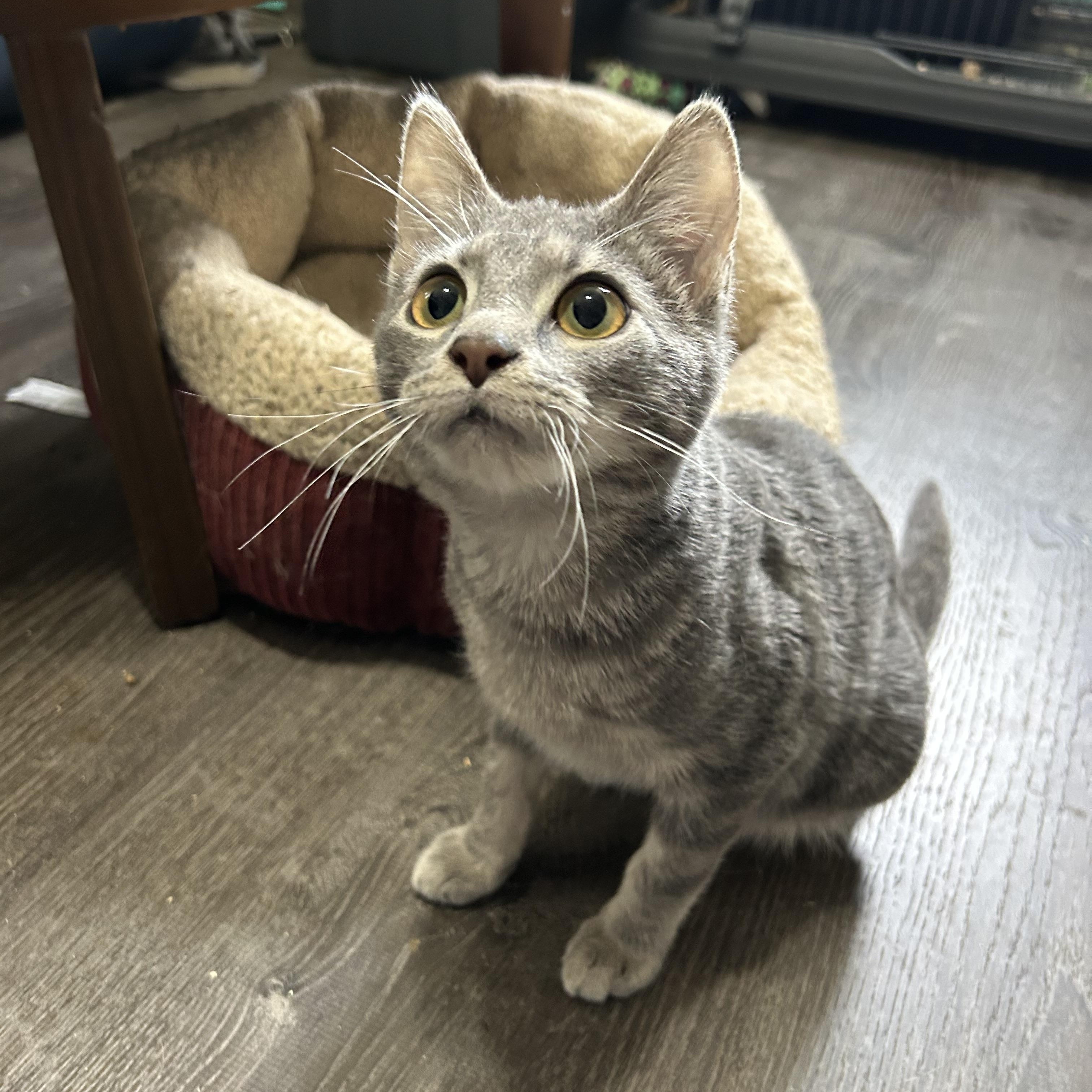 Dexter, adopted, Young Male Domestic Short Hair.