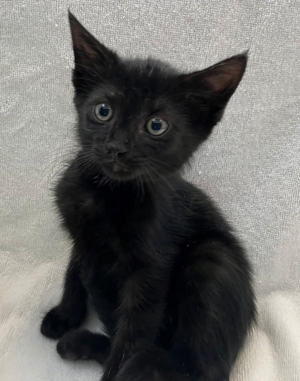 Tilapia, Adoptable, Kitten Female Domestic Short Hair.