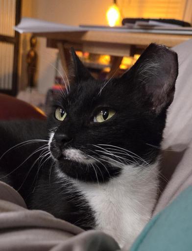 Enlarge Freeway, a Adoptable mixed breed in HARRISBURG, PA image 3/4