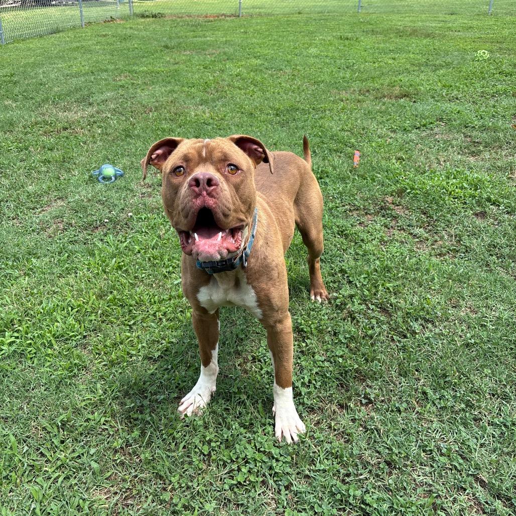 Victor, Adoptable, Adult Male Pit Bull Terrier.
