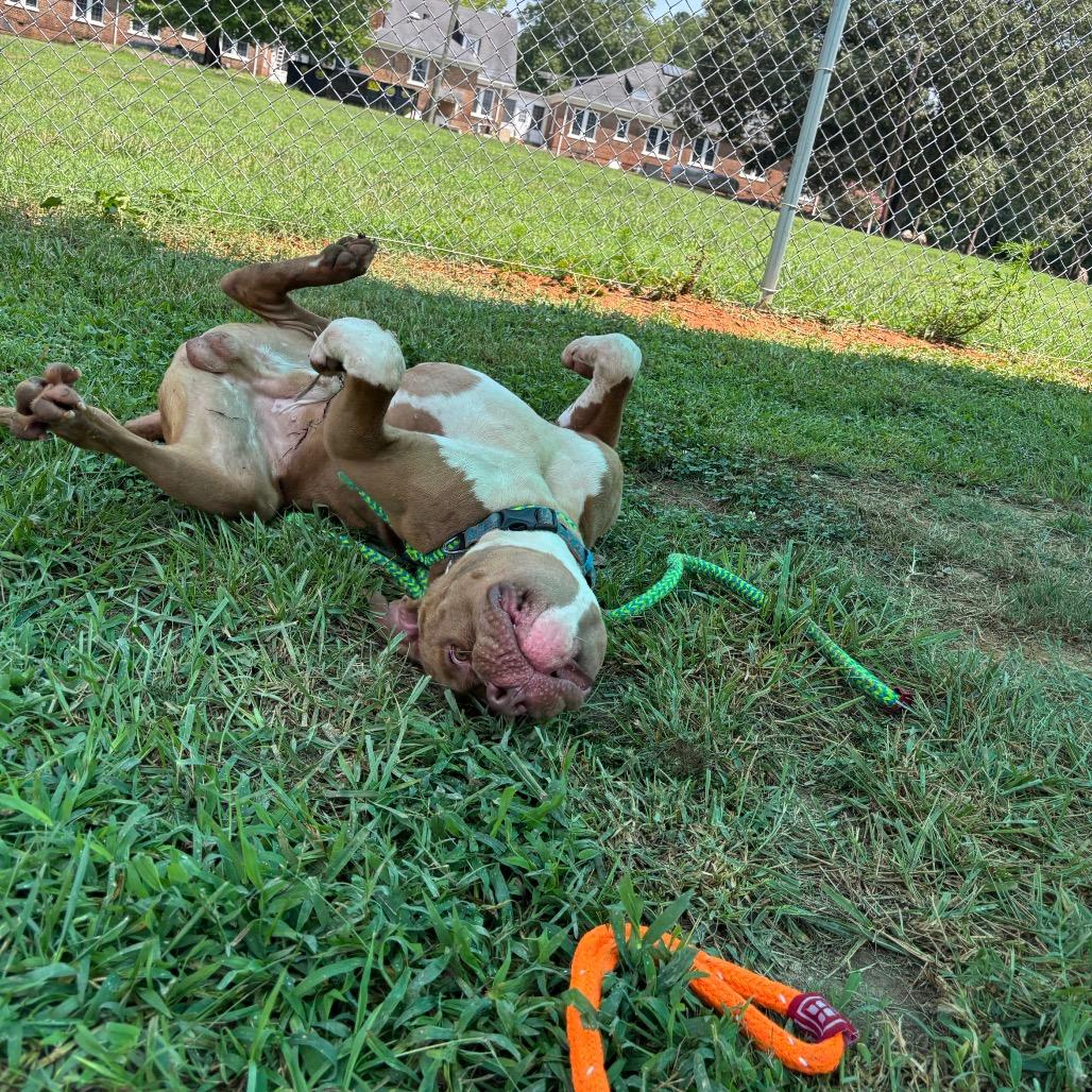 Victor, Adoptable, Adult Male Pit Bull Terrier.