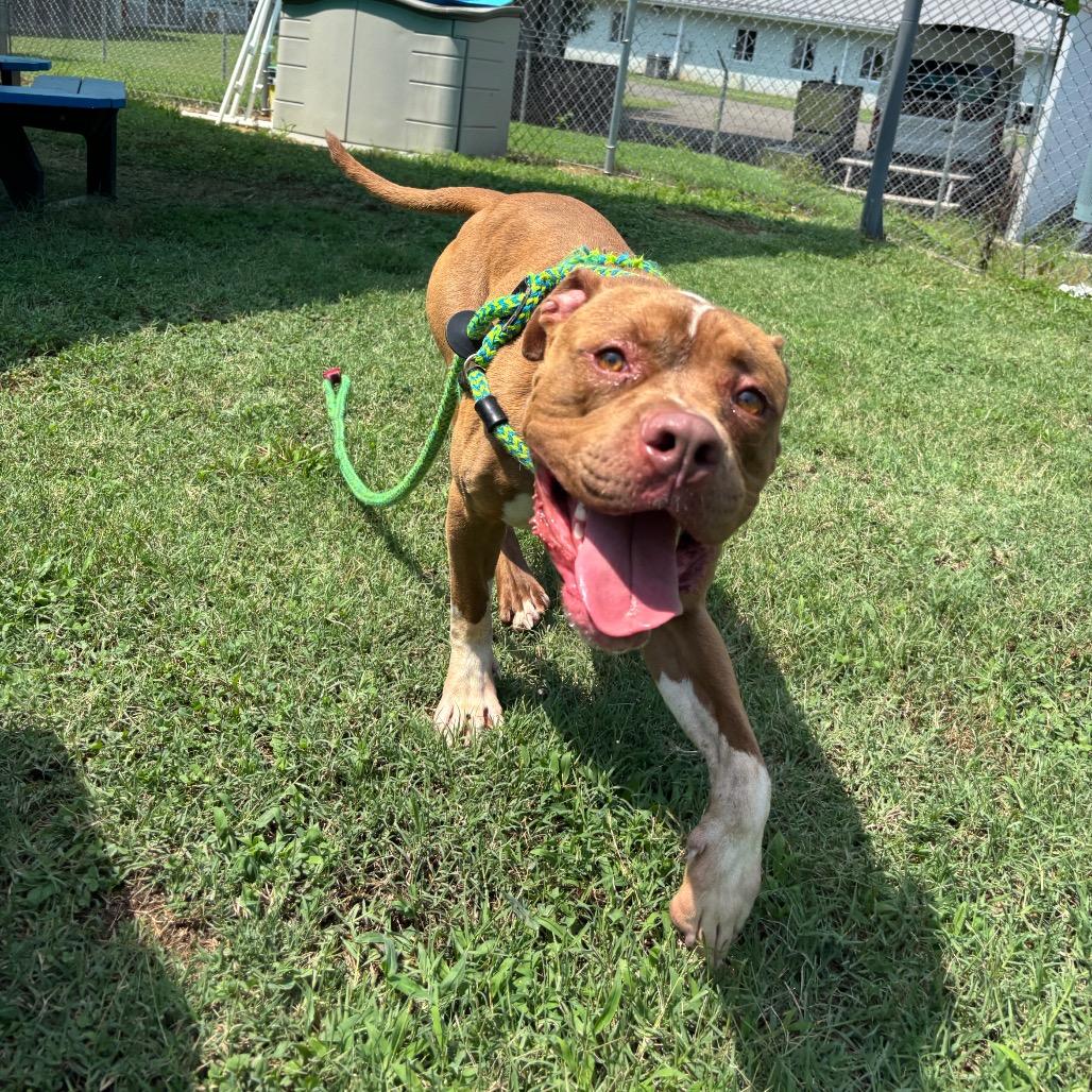 Victor, a Adoptable Pit Bull Terrier in Roxboro, NC image 2/5