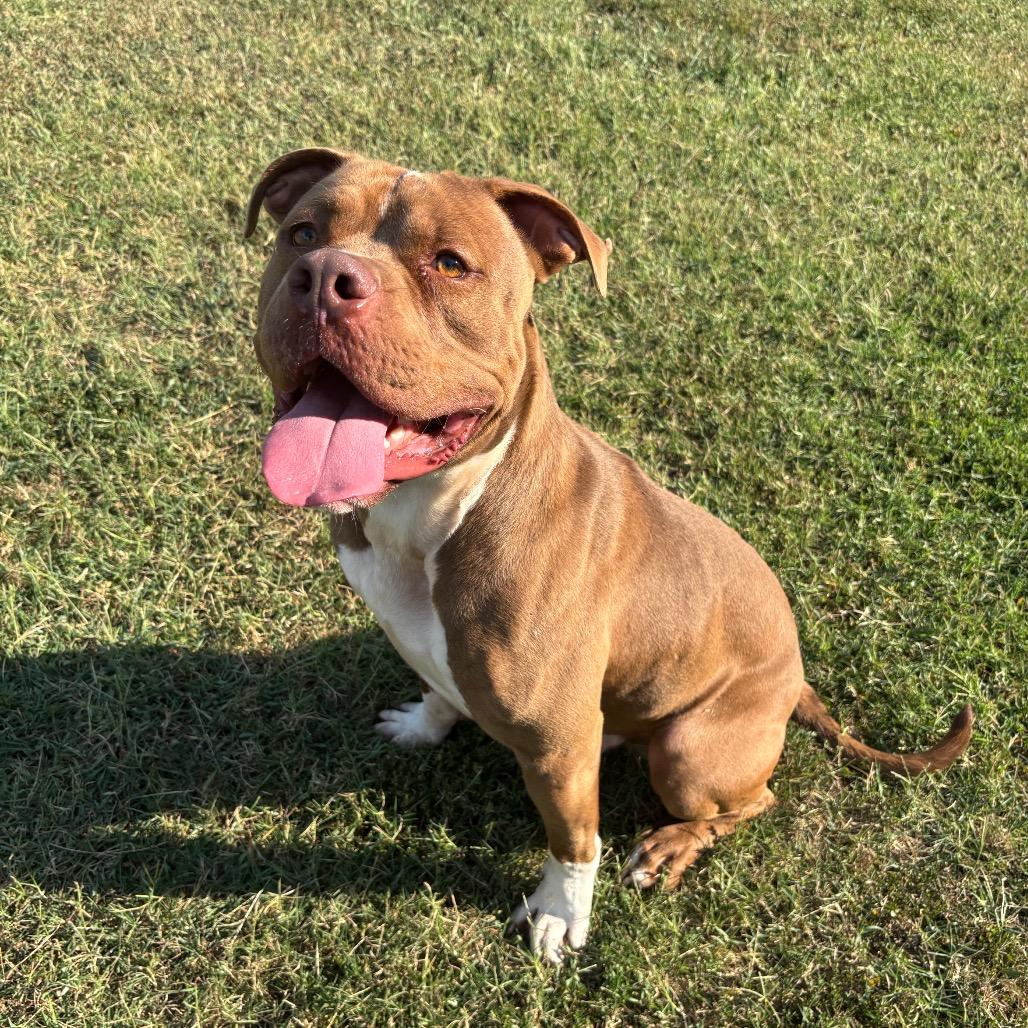 Victor, a Adoptable Pit Bull Terrier in Roxboro, NC image 3/5