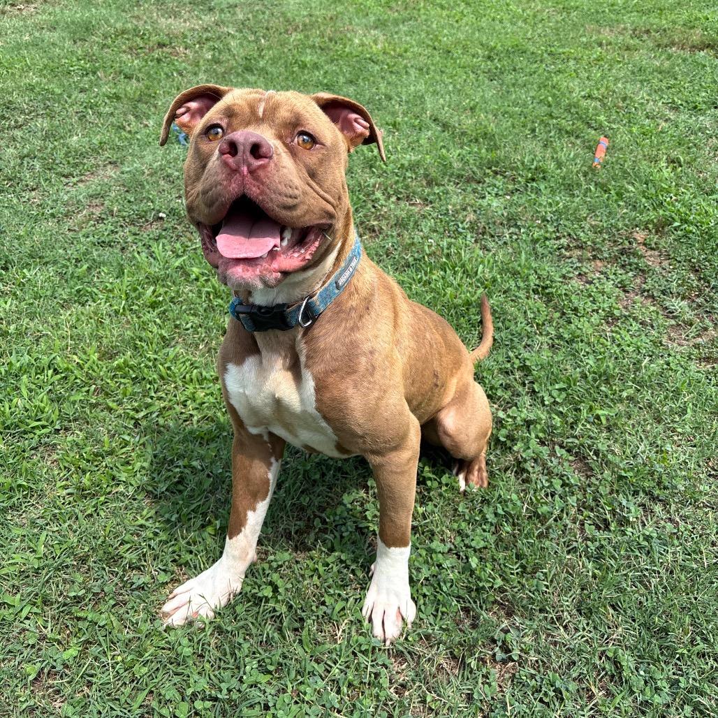 Victor, a Adoptable Pit Bull Terrier in Roxboro, NC image 4/5