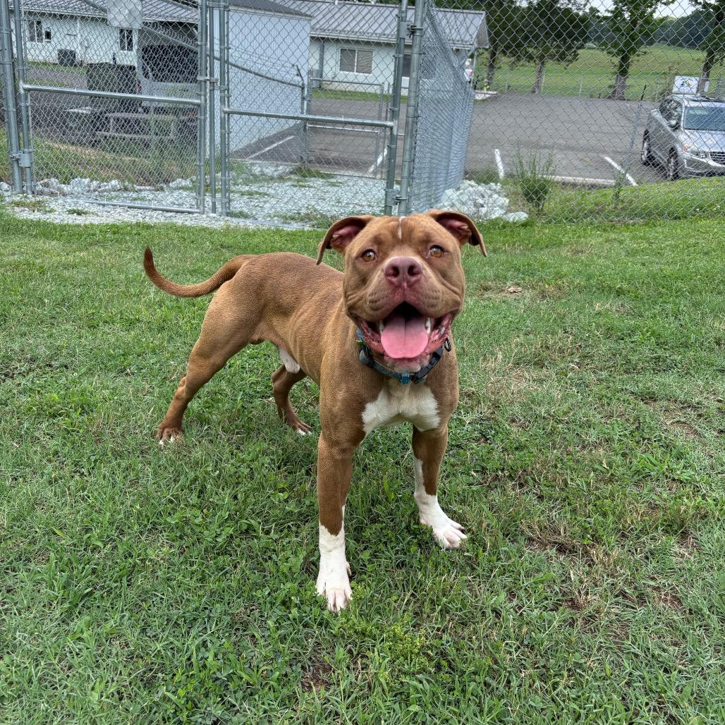 Victor, a Adoptable Pit Bull Terrier in Roxboro, NC image 3/5