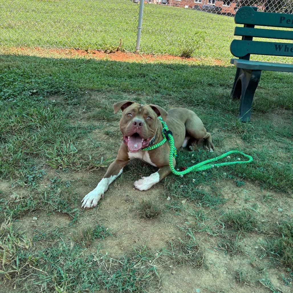 Victor, a Adoptable Pit Bull Terrier in Roxboro, NC image 4/5