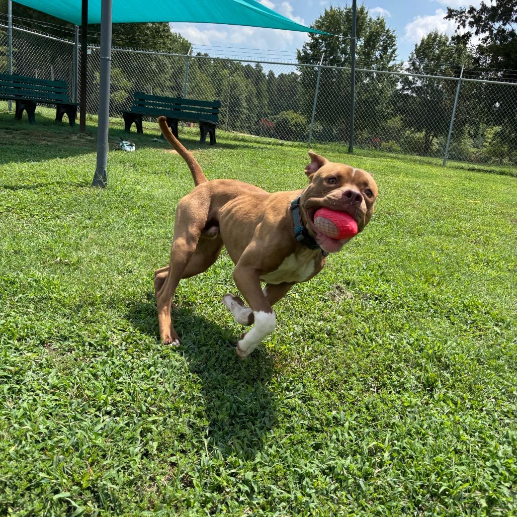 Victor, a Adoptable Pit Bull Terrier in Roxboro, NC image 5/5
