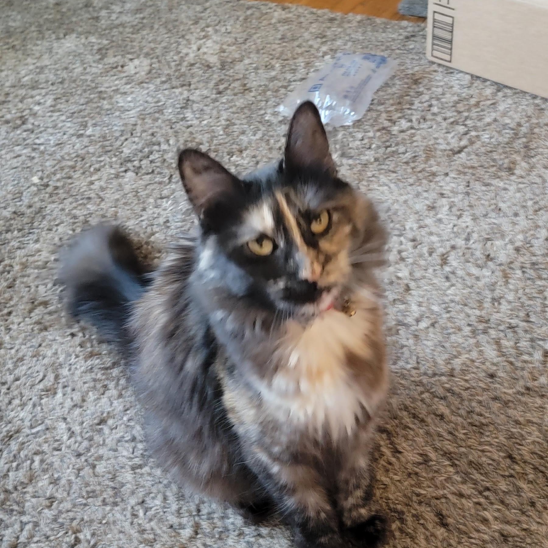 Luna, a Adoptable Tortoiseshell in Acushnet, MA image 4/4