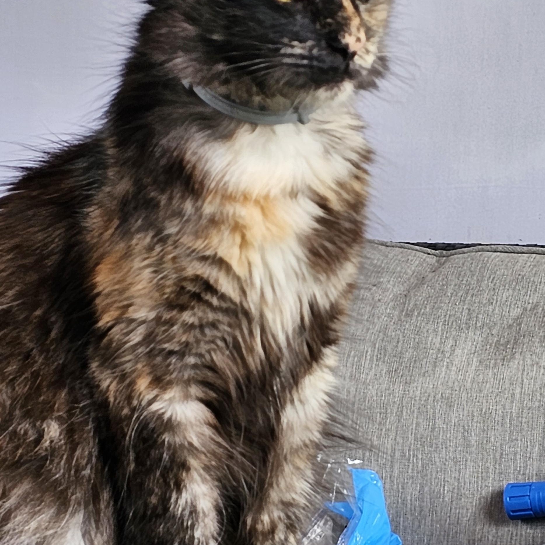 Luna, a Adoptable Tortoiseshell in Acushnet, MA image 2/4