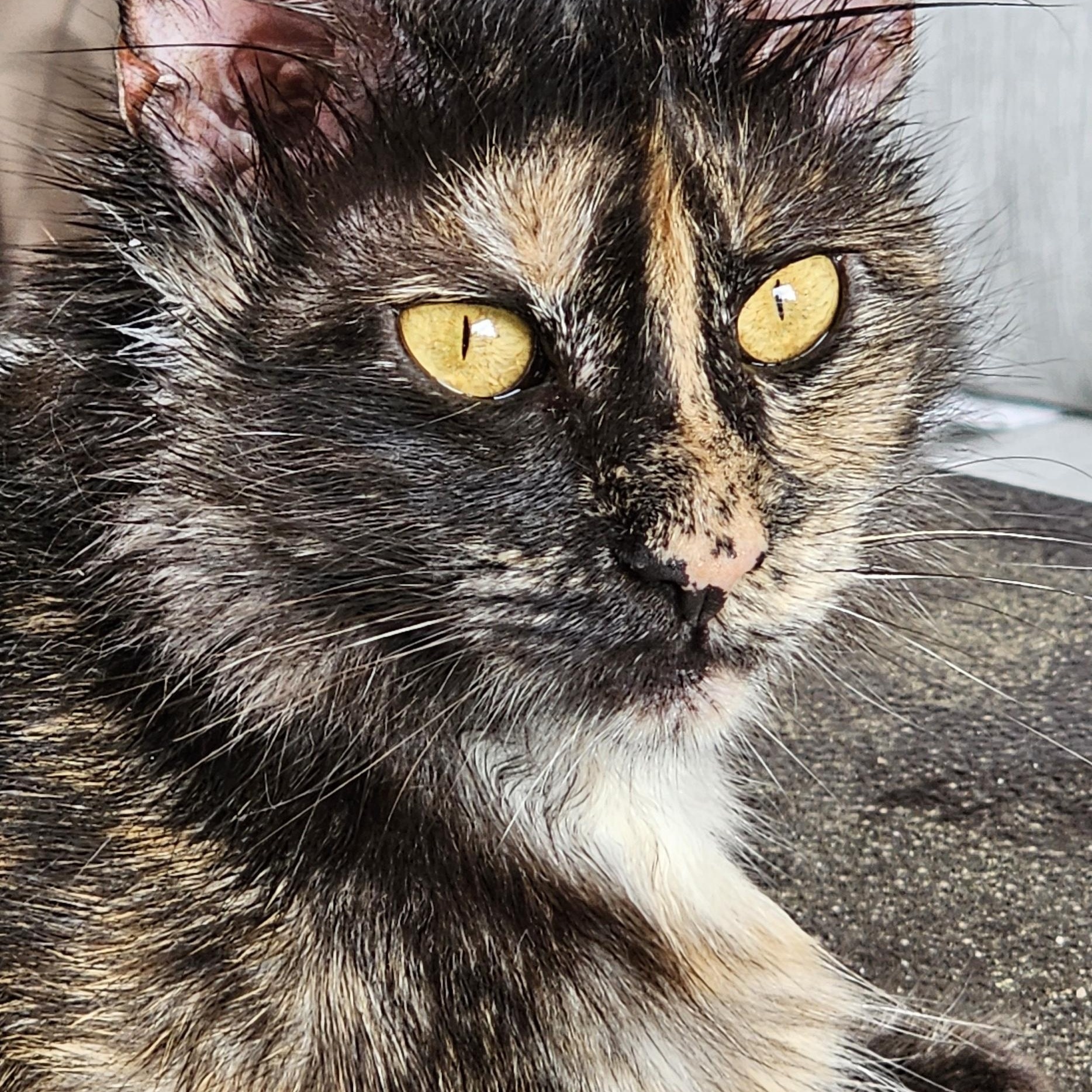 Luna, a Adoptable Tortoiseshell in Acushnet, MA image 1/4