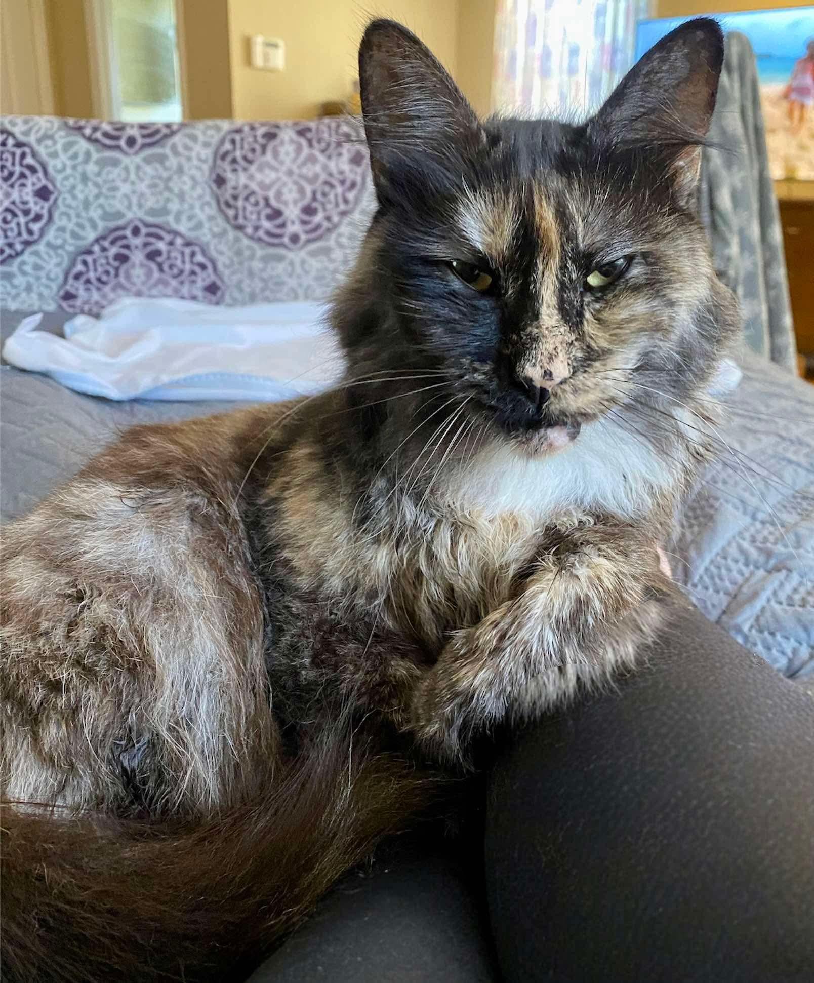 Luna, a Adoptable Tortoiseshell in Acushnet, MA image 3/4