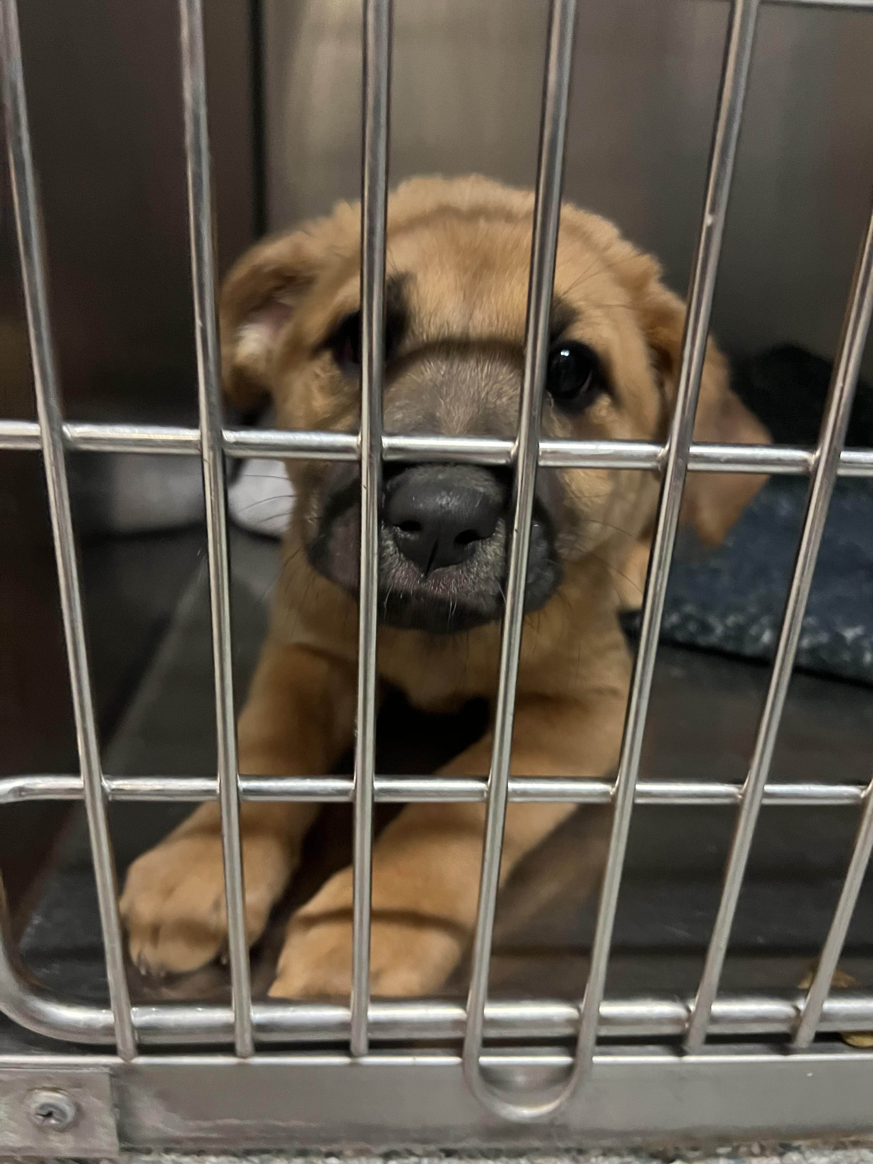 Enlarge Monica, a Adoptable mixed breed in Fort Collins, CO image 2/5