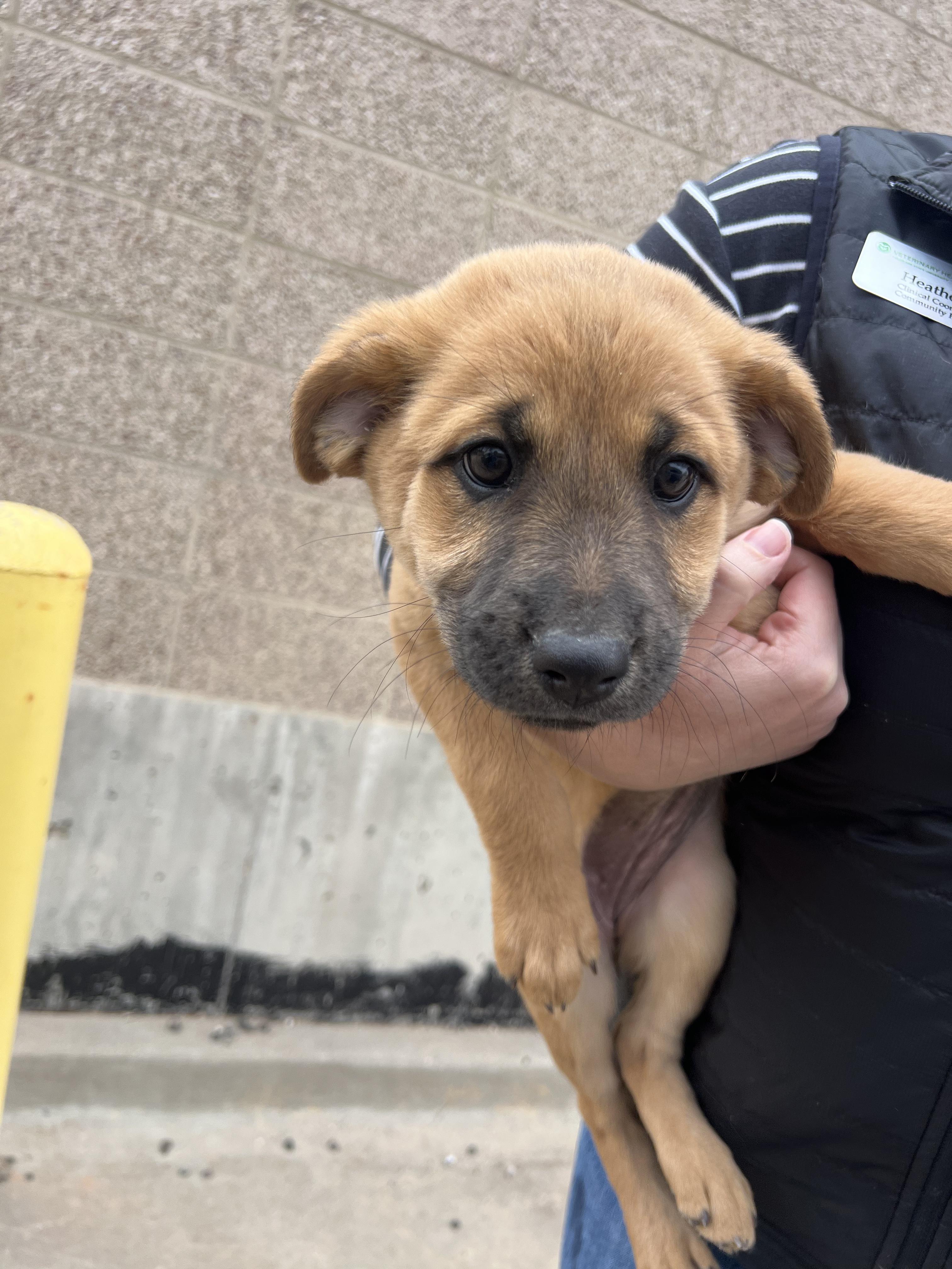 Enlarge Monica, a Adoptable mixed breed in Fort Collins, CO image 1/5
