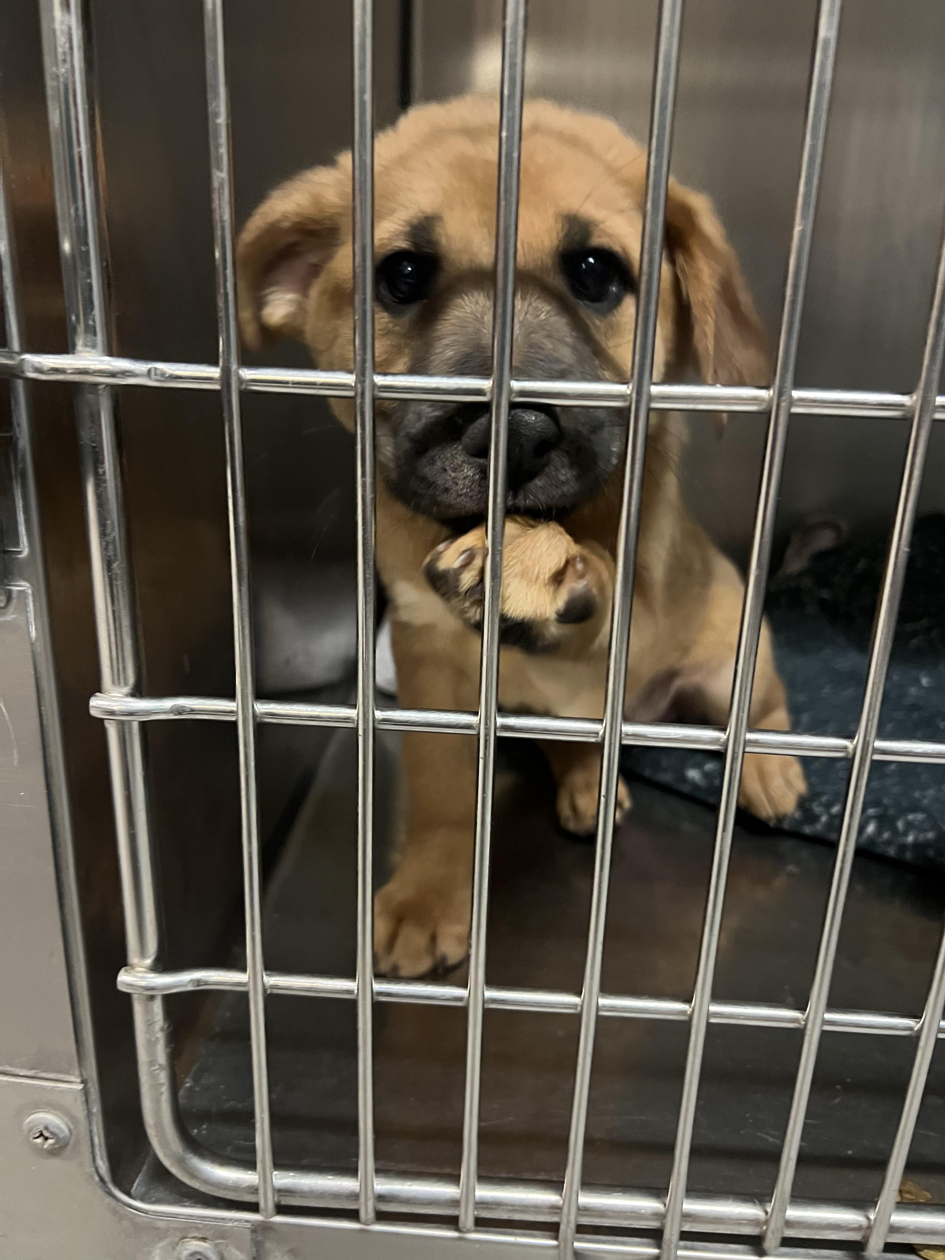 Enlarge Monica, a Adoptable mixed breed in Fort Collins, CO image 5/5