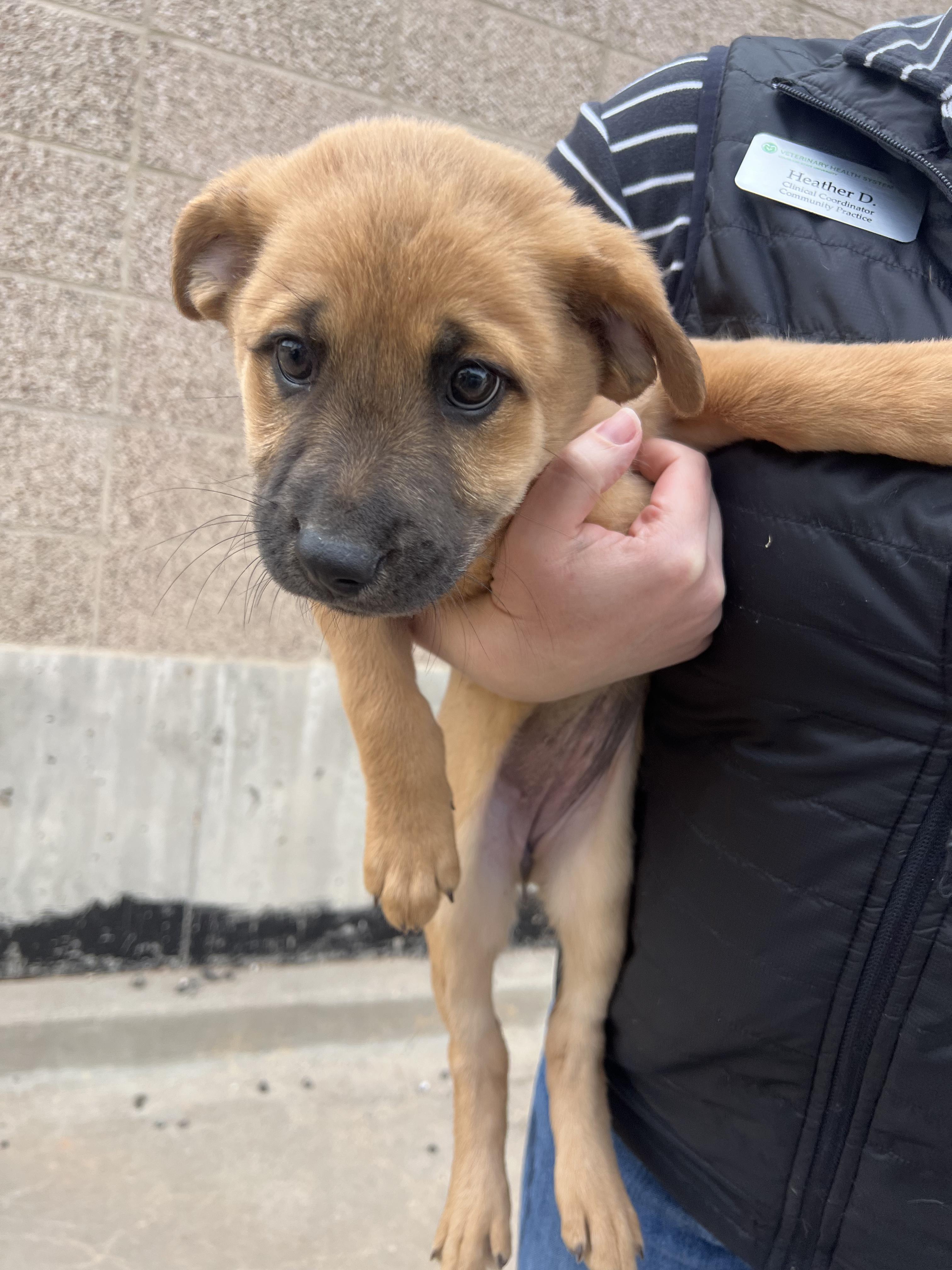 Enlarge Monica, a Adoptable mixed breed in Fort Collins, CO image 3/5