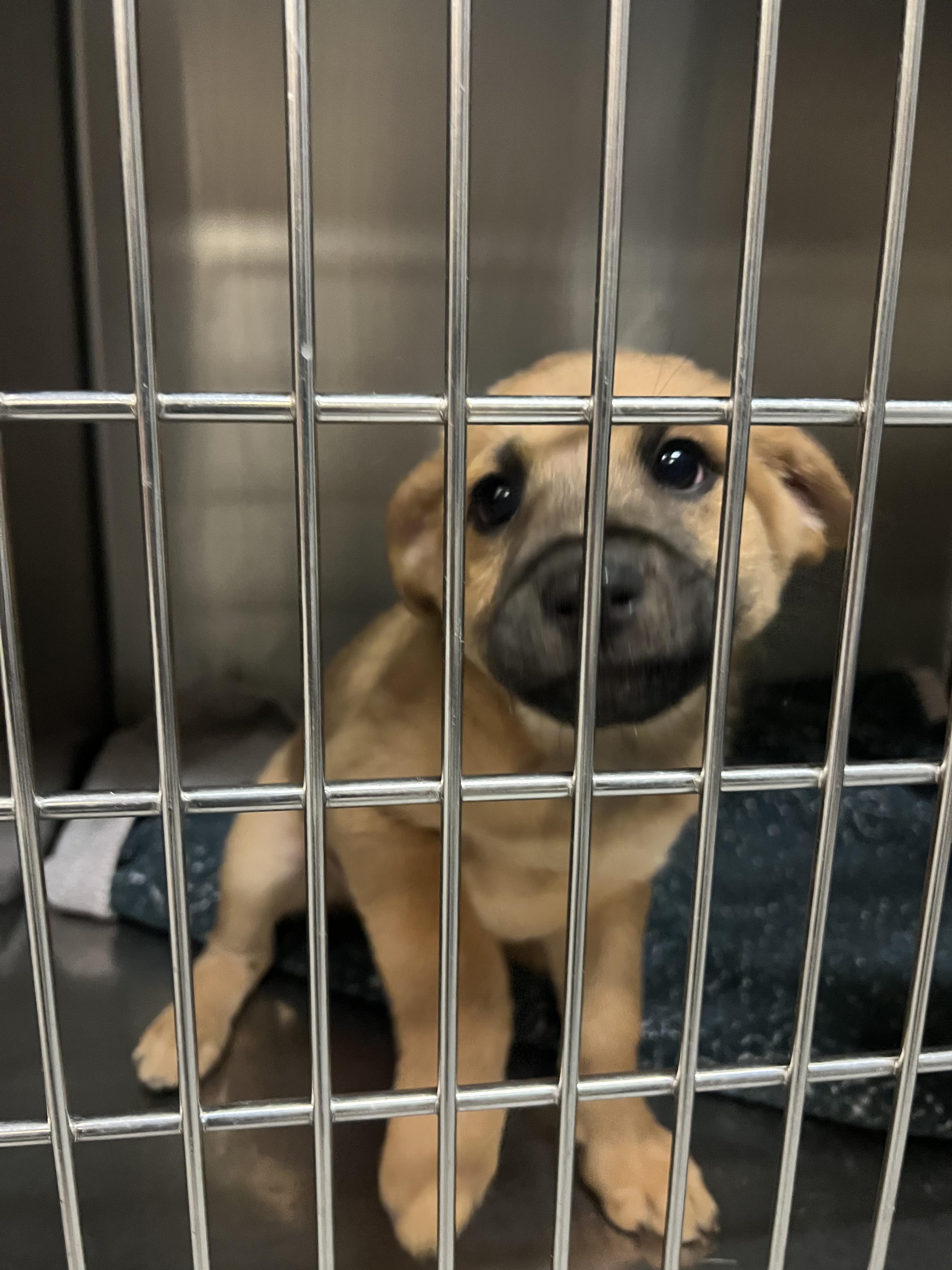 Enlarge Monica, a Adoptable mixed breed in Fort Collins, CO image 4/5