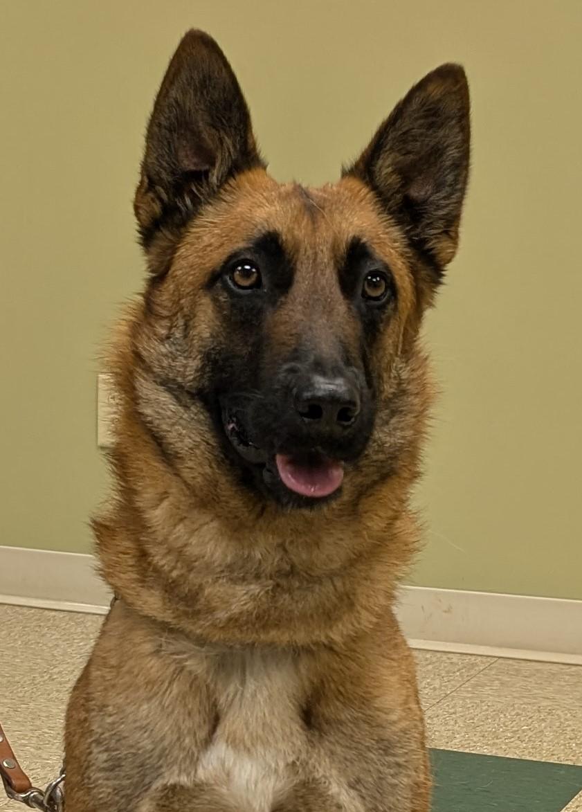 Puppy, adopted, Adult Male Belgian Shepherd / Malinois.