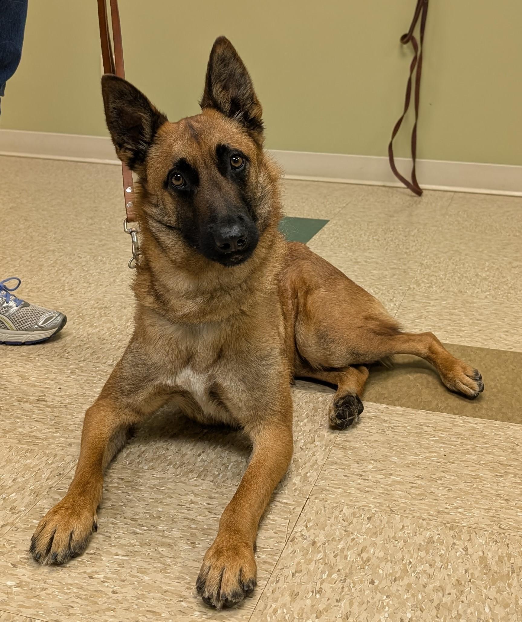 Puppy, an adopted mixed breed in Hastings, NE image 4/4