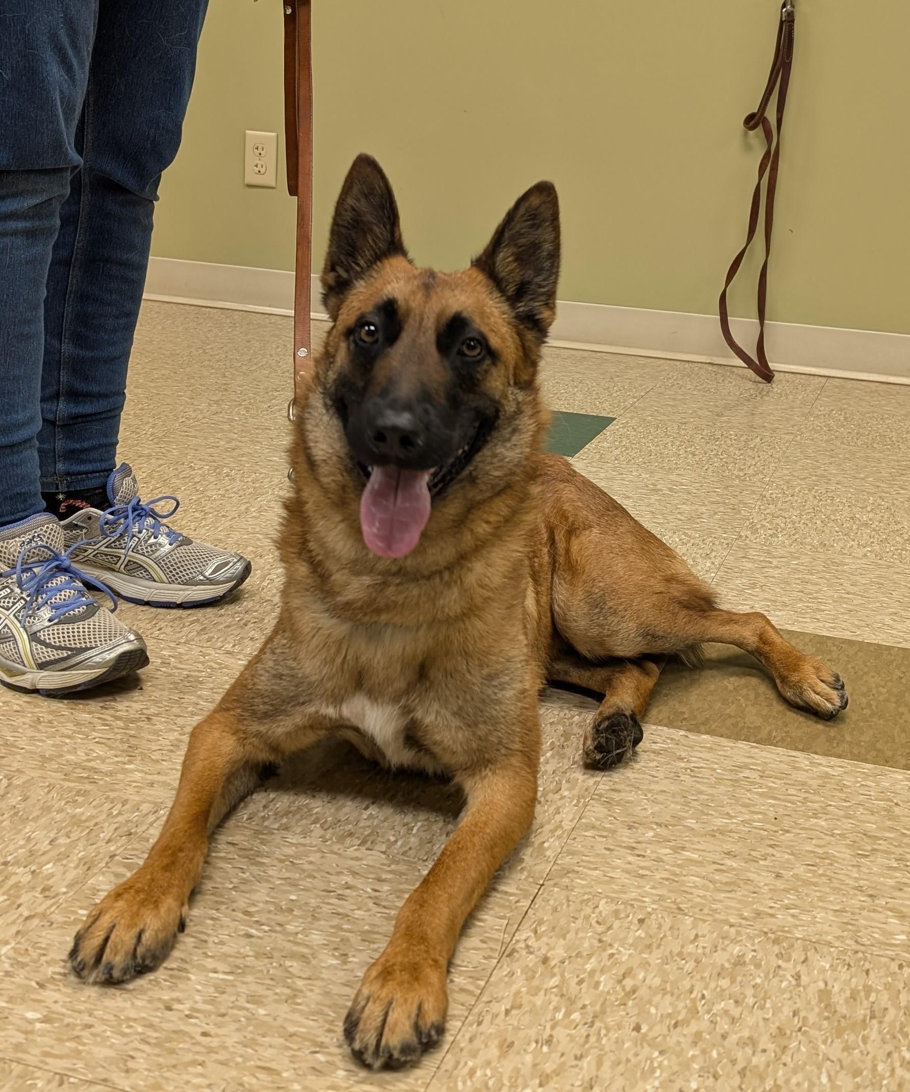 Puppy, an adopted mixed breed in Hastings, NE image 3/4
