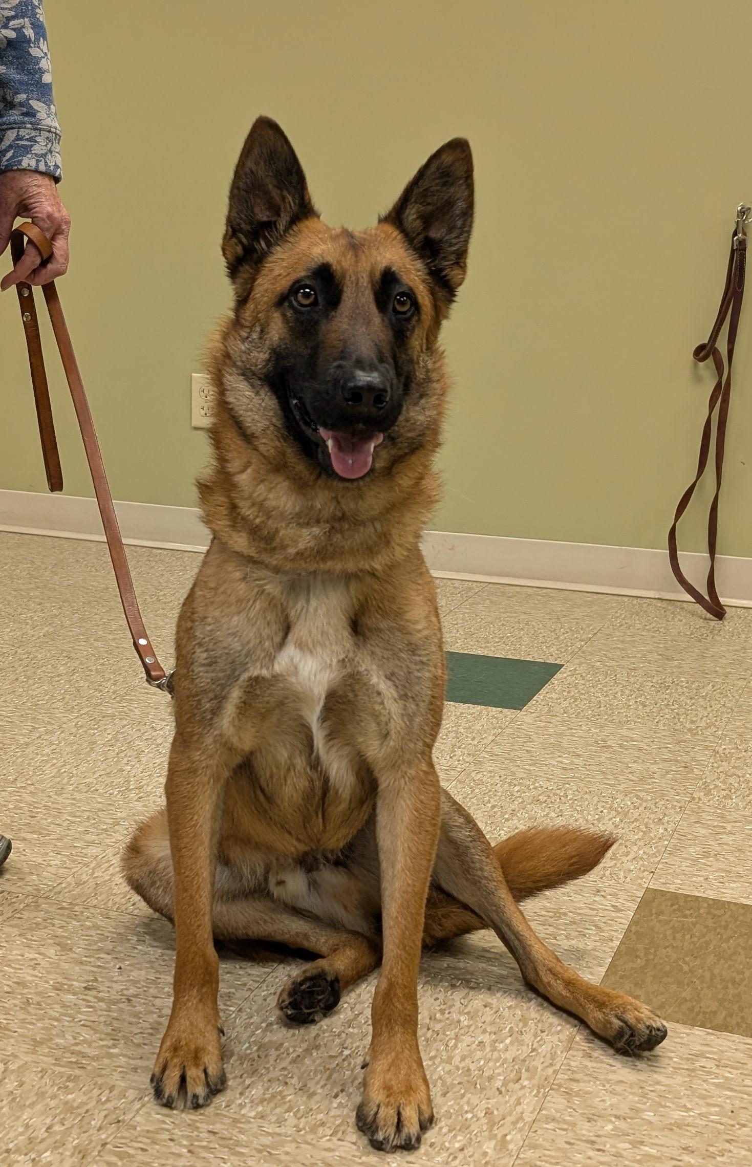 Puppy, an adopted mixed breed in Hastings, NE image 2/4
