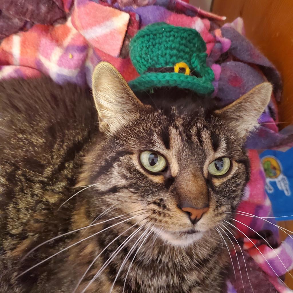 Walter, Adoptable, Senior Male Domestic Short Hair.