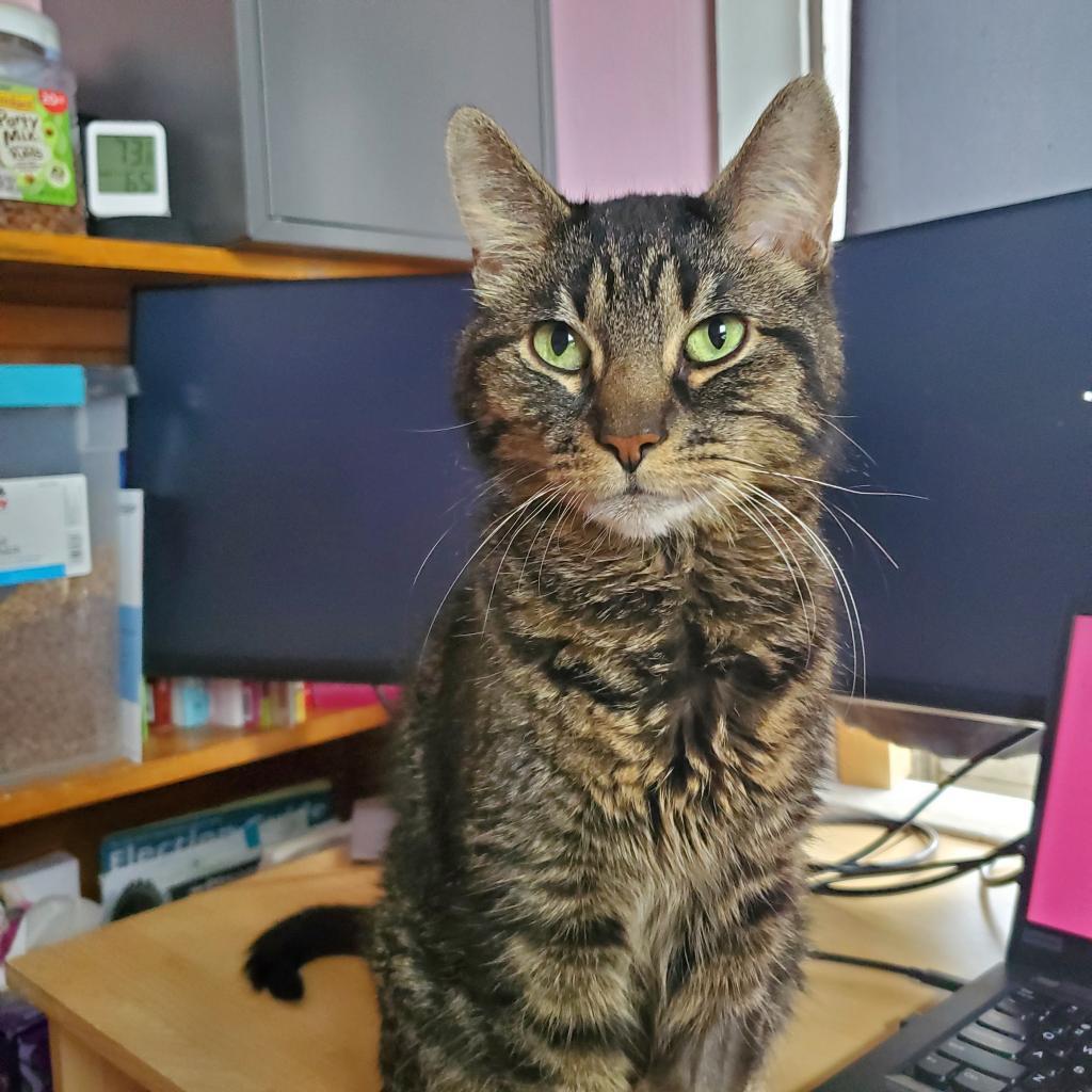 Walter, a Adoptable Domestic Short Hair in Inver Grove Heights, MN image 2/6