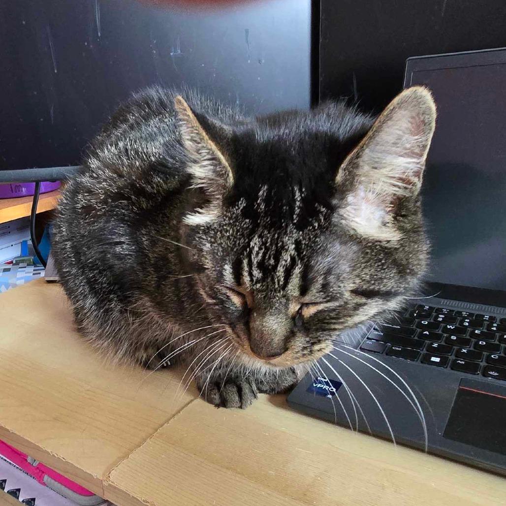 Walter, a Adoptable Domestic Short Hair in Inver Grove Heights, MN image 3/6