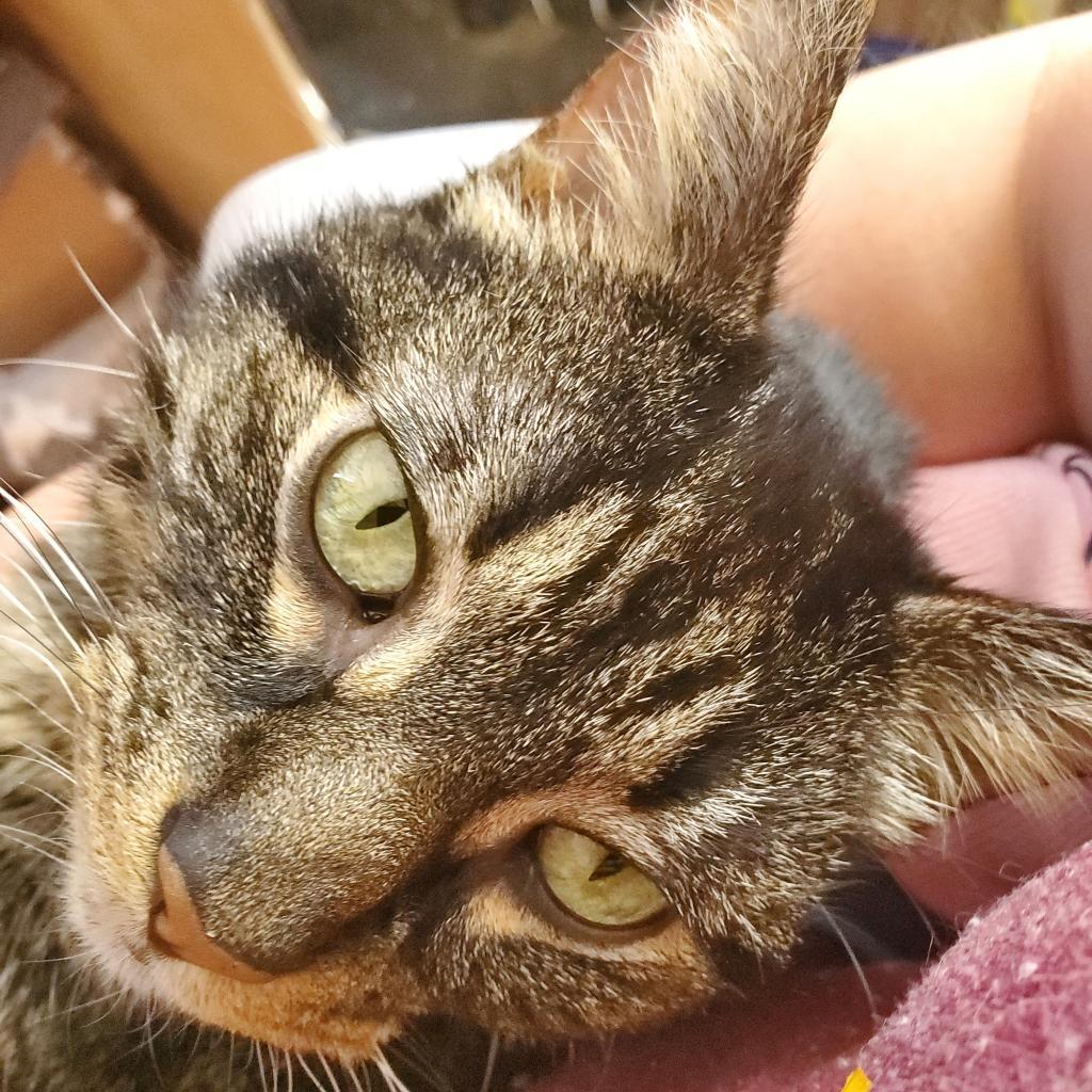 Walter, a Adoptable Domestic Short Hair in Inver Grove Heights, MN image 4/6